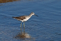 Greenshank